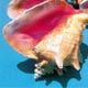 Bahamas Conch